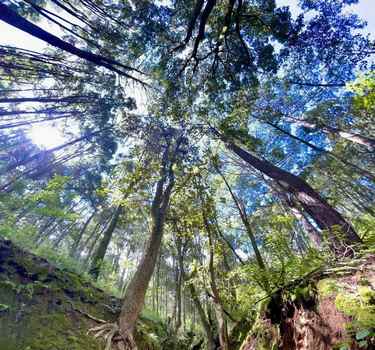 Bosques michoacanos serán vigilados satelitalmente; buscan proteger 6 millones de hectáreas