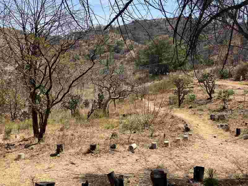 Emite Gobierno decreto de Zonas de Restauración Ambiental en cuatro cerros
