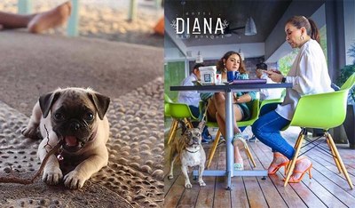 Michoacán alza la mano en hoteles ‘pet friendly’