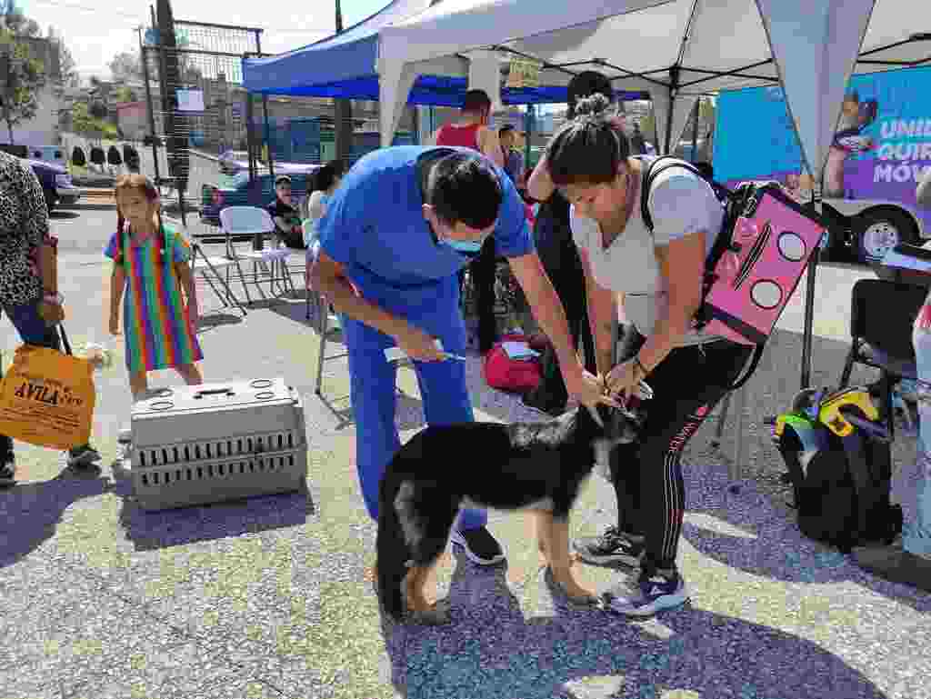 ¡No se deje engañar! Servicio de esterilización del municipio es totalmente gratuito
