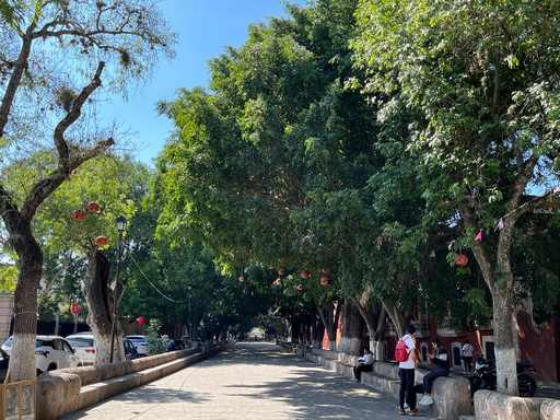 Se protege más el arbolado de Morelia, sanciones más duras a quienes los corte