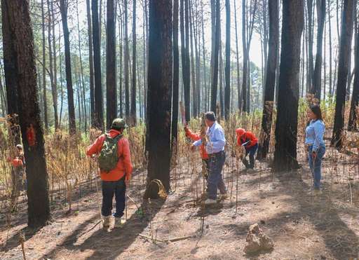 Gobierno de Nacho Campos realiza trabajos de prevención y saneamiento en áreas forestales
