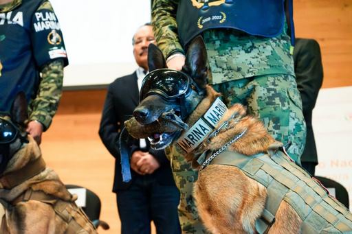 Gobierno Municipal se suma a la prevención de la violencia contra los animales