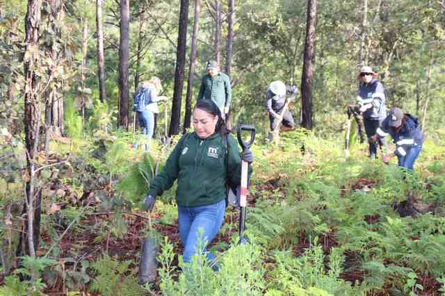 Gobierno Municipal reforesta segunda etapa de bosque rescatado