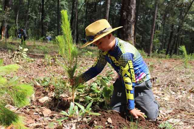Ayuntamiento de Morelia avanza con Campaña de Reforestación 2023