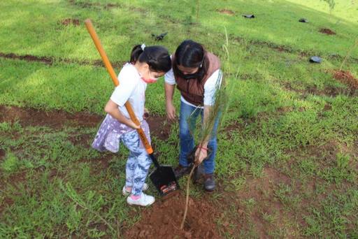 Va Morelia por la protección y rescate del zapote prieto, árbol endémico