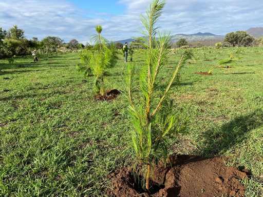 Arrancarán próximo mes con la construcción del nuevo vivero del Gobierno de Morelia