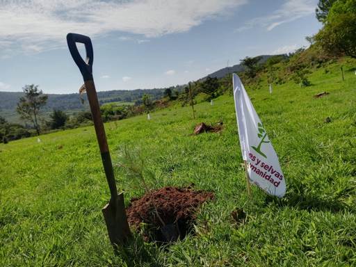 Michoacán sin suficientes plantas para reforestar; arranca temporada con baja productividad