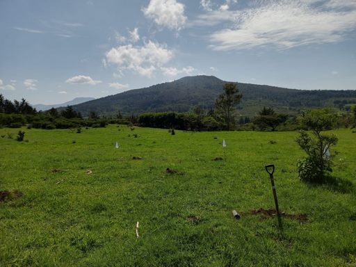 Incrementará Michoacán áreas naturales protegidas