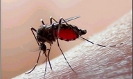 Detectan casos probables de dengue en Morelia