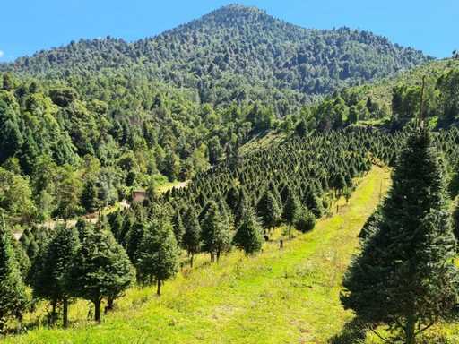 Sequía prolongada afectó cultivo de aguacate, se pueden quedar sin agua: Alejandro Méndez
