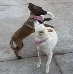 Alcalde de Tangancícuaro debe pedir licencia para enfrentar los cargos: Bedolla