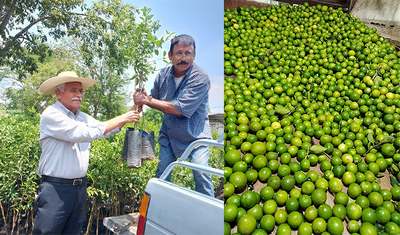 Operan con normalidad seis de siete municipios productores de limón en Michoacán