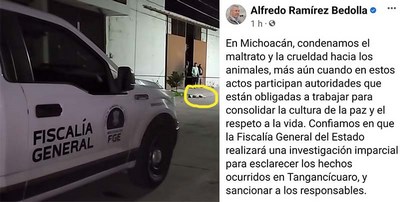 Condena Bedolla violencia contra animales en Tangancícuaro; urge a Fiscalía sancionar a responsables