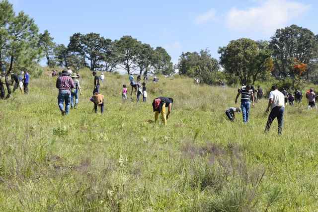 Con más de millón 200 mil árboles plantados, concluye compaña “Bosques y Selvas por la Humanidad”