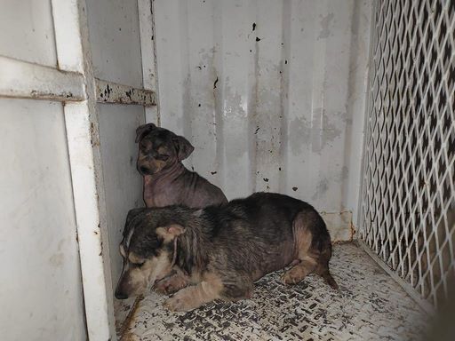 Levanta CEDH quejas de oficio para averiguar el maltrato animal en diversos municipios