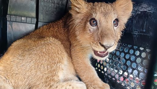 Llegan al zoológico de Morelia los 3 felinos rescatados