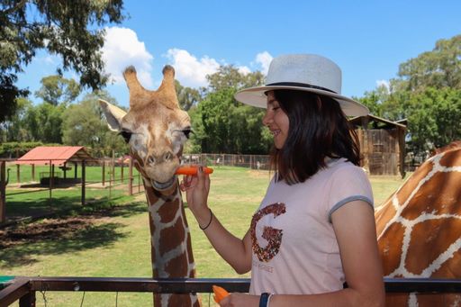 Cuenta sus manchas y alimenta a los animales más altos del mundo en el Zoo de Morelia
