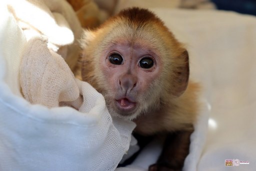 Nacieron 130 ejemplares en el Zoo de Morelia, en 2023