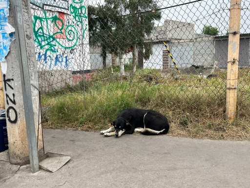 De cada 10 caninos que son comprados, ocho son abandonados