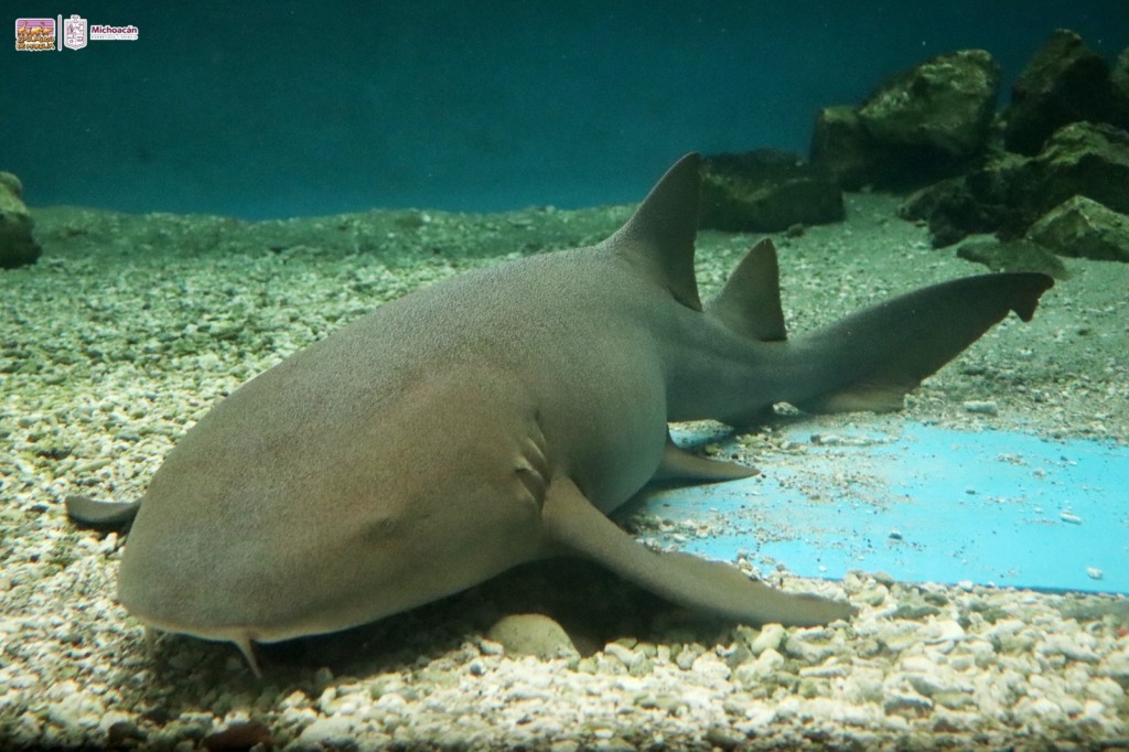 “Zoorpréndete” con los tiburones gata en el parque Benito Juárez