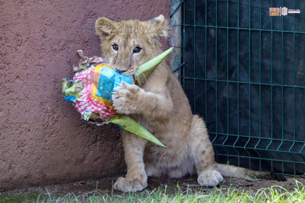 ¡Dale, dale, dale!, habitantes del Zoo de Morelia reciben el 2024 con piñatas