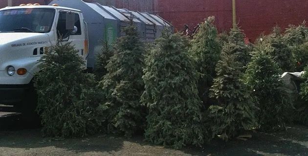 Gobierno de Morelia abre centros de acopio para árboles navideños