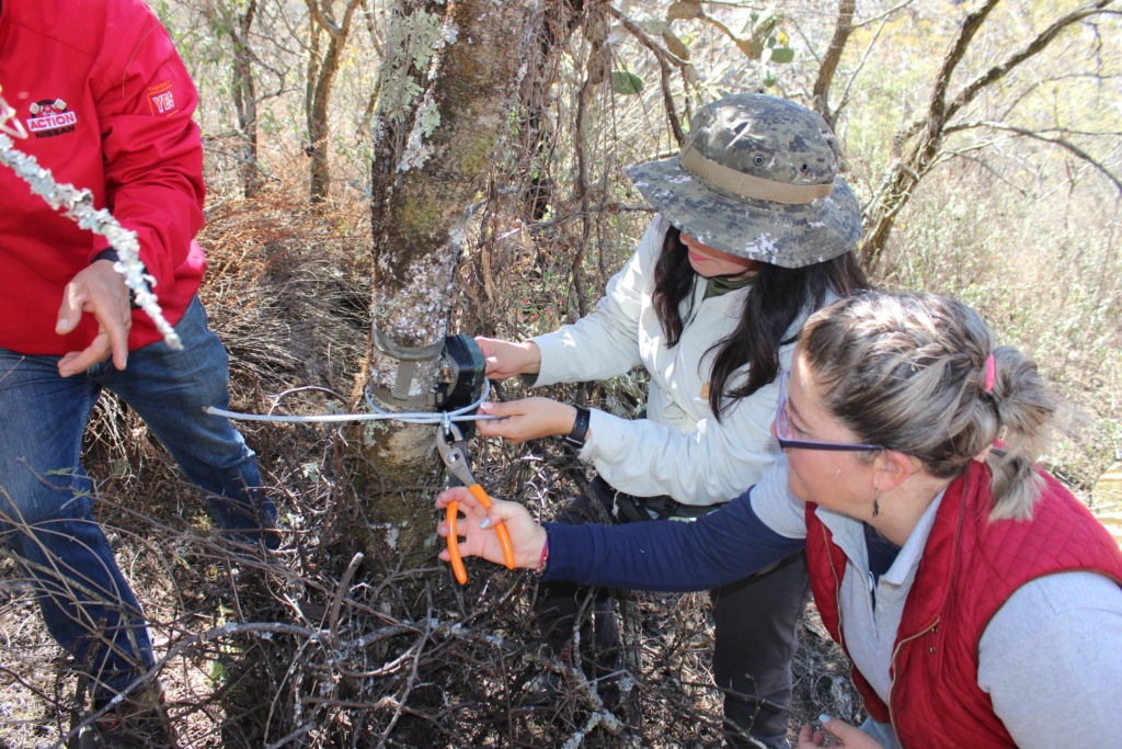 Secma monitorea fauna en cerro del Punhuato para ayudar a su conservación