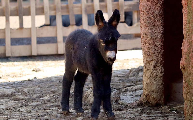 Burritos africanos, la sensación del Zoo de Morelia