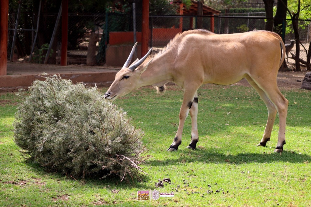 Trae tu árbol de Navidad al Zoológico de Morelia, aquí sirve de alimento