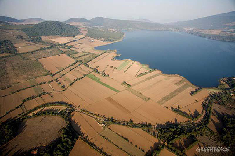Se perdieron 30 mil hectáreas de bosque michoacano en los últimos 5 años