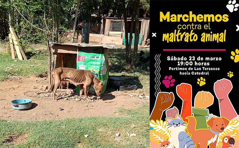 Realizarán este sábado una gran marcha animalista en Morelia