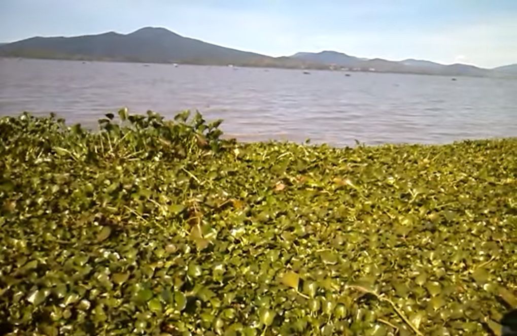 Sin una remediación efectiva, en 2030 desaparecerá el Lago de Pátzcuaro