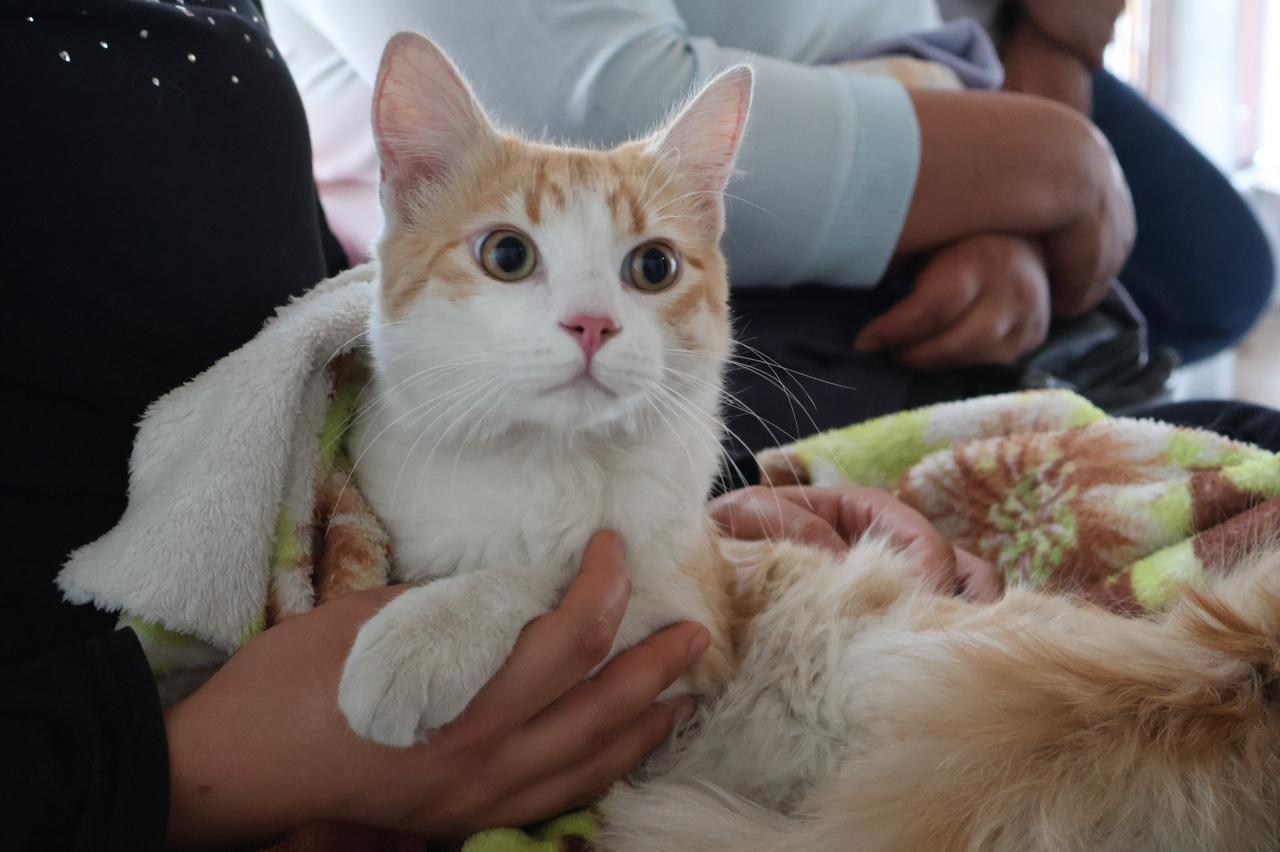 Exitosa, campaña de vacunación antirrábica para perros y gatos en Tarímbaro