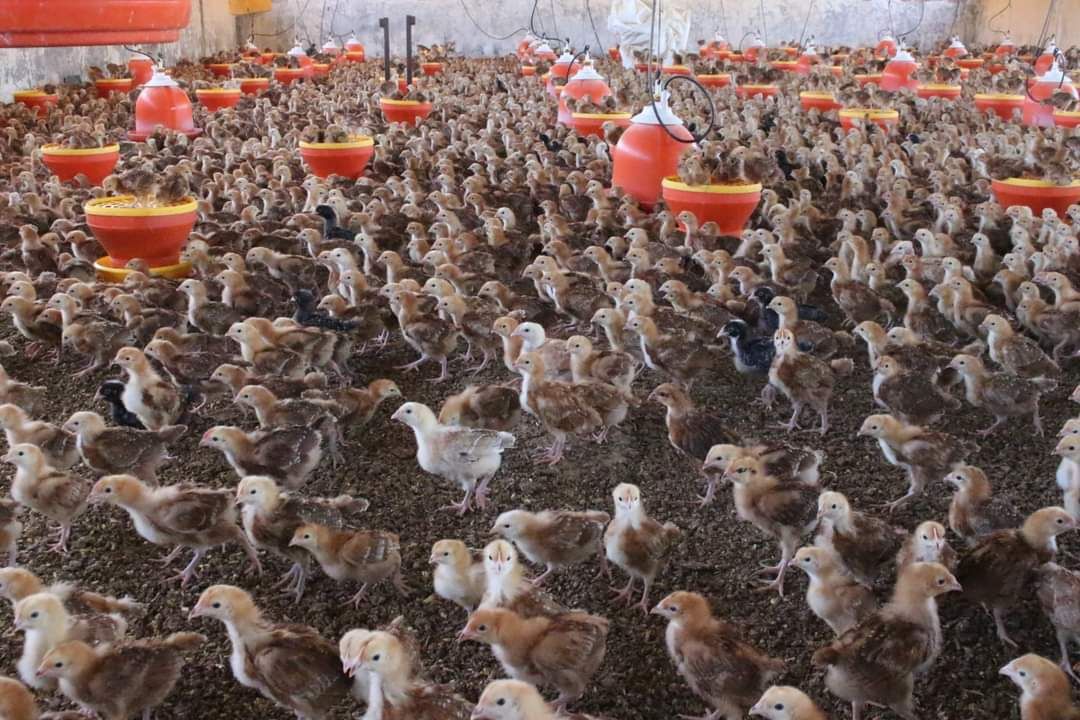 Gobierno de Morelia informa medidas preventivas por Influenza Aviar