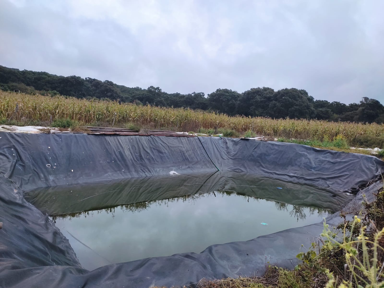 Hacer ollas de agua es ilegal; con Guardián Forestal serán detectadas