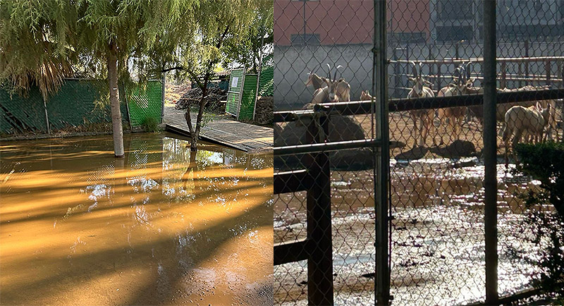 Descarga del OOAPAS inunda la parte norte del Zoo de Morelia; afectados, 50 ejemplares