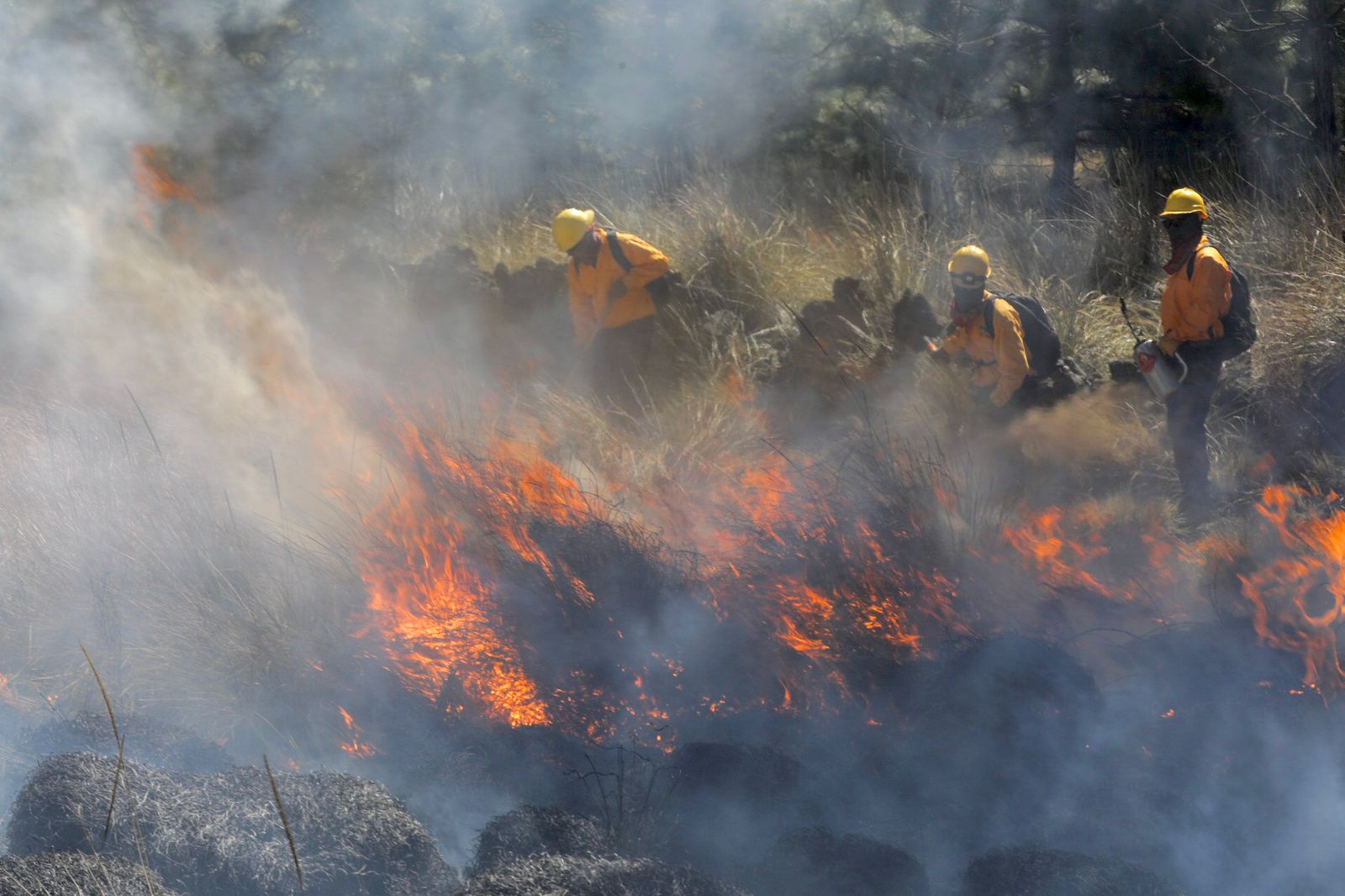 ¿Quieres reportar un incendio forestal? Llama a estos números