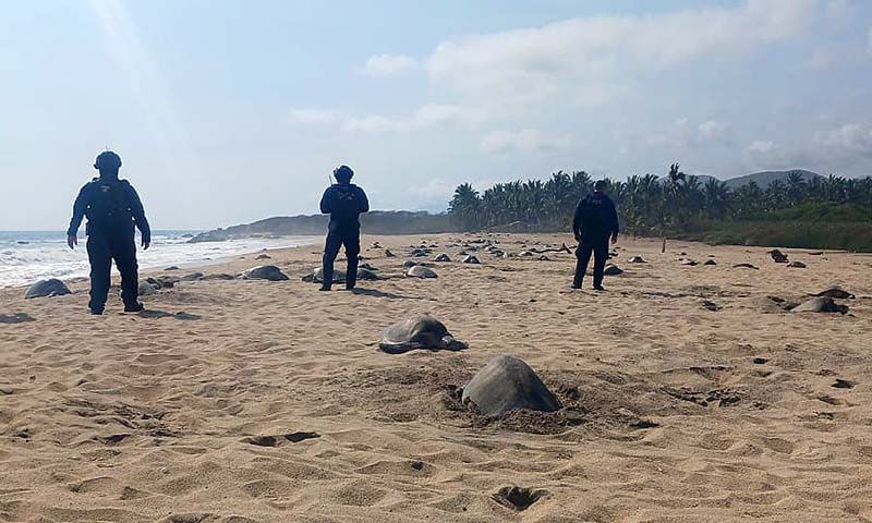 Guardia Civil protege arribo de tortugas marinas en Aquila