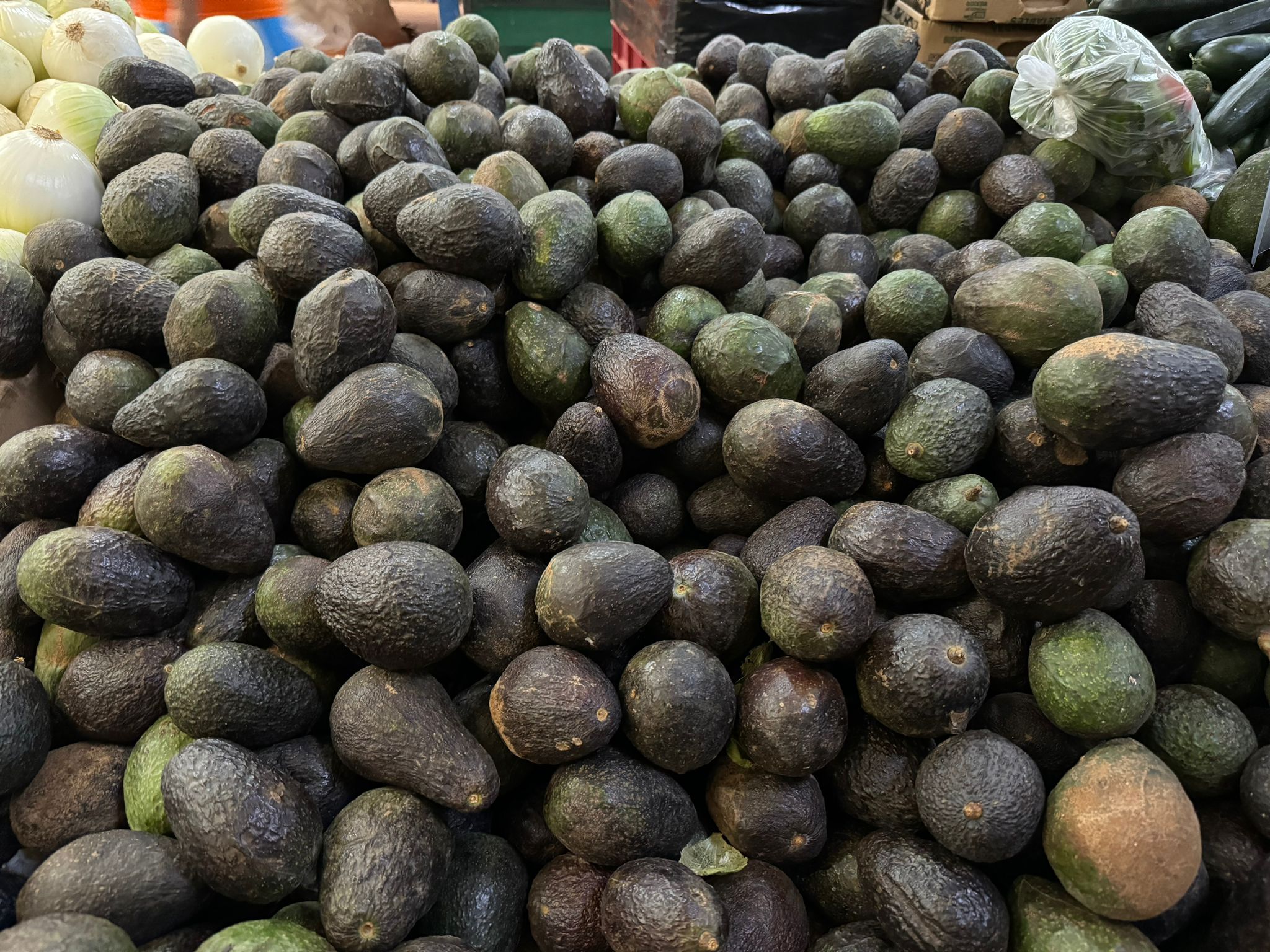 Suspensión de exportación de aguacate y mango a EU, no para proyecto de Parque Agroindustrial