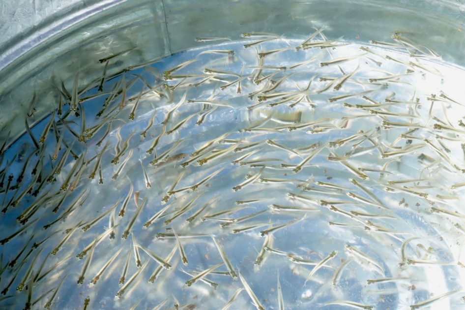 Bedolla solicitará denominación de origen del pez blanco de Pátzcuaro