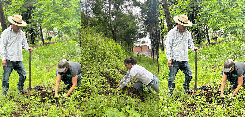 Gobierno estatal reforesta el Parque Francisco Zarco, en Morelia