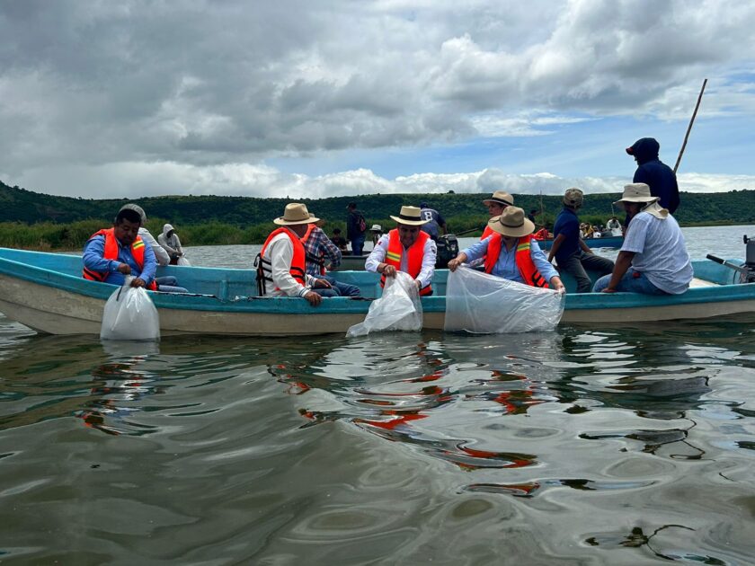 Arranca Gobierno estatal siembra de un millón de crías de tilapia en el lago de Cuitzeo