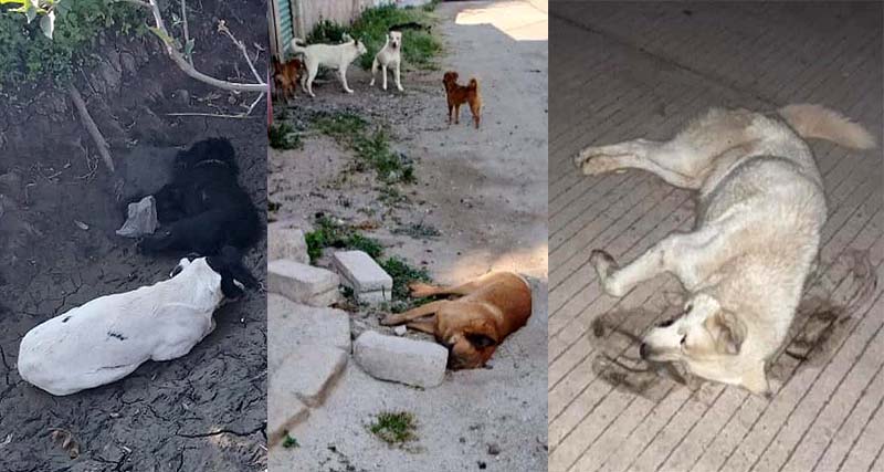 Envenenaron y mataron a más de 70 perros en  Maravatío; denuncian activistas