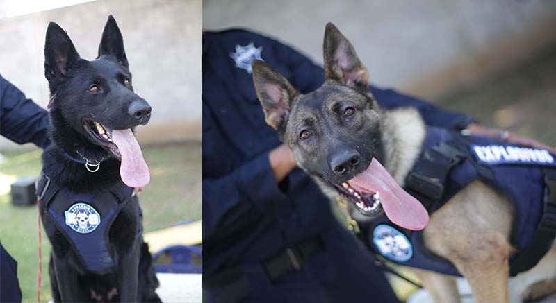 Chantal y Billie, las nuevas agentes caninas de la Guardia Civil