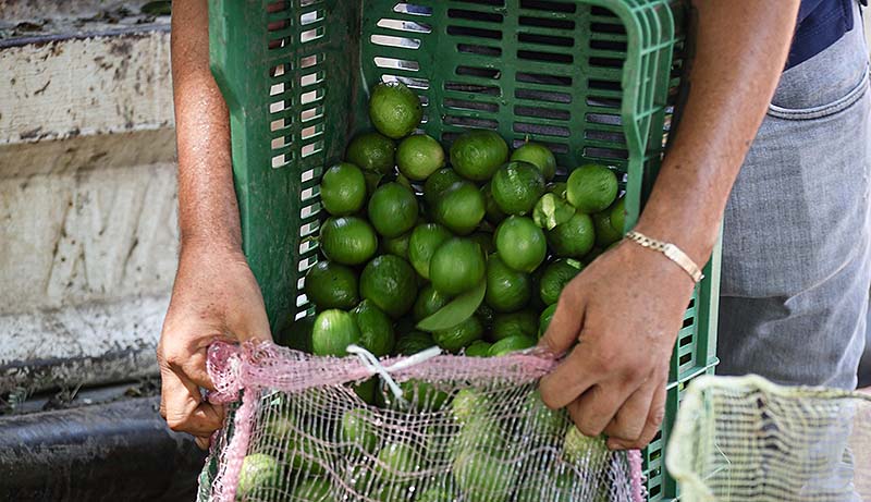 El kilo de limón, en 4 pesos en Tianguis Limonero de Apatzingán