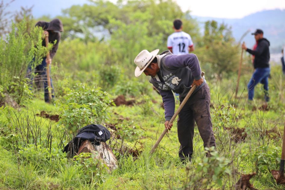 Más de 16 millones de árboles plantados en 2024