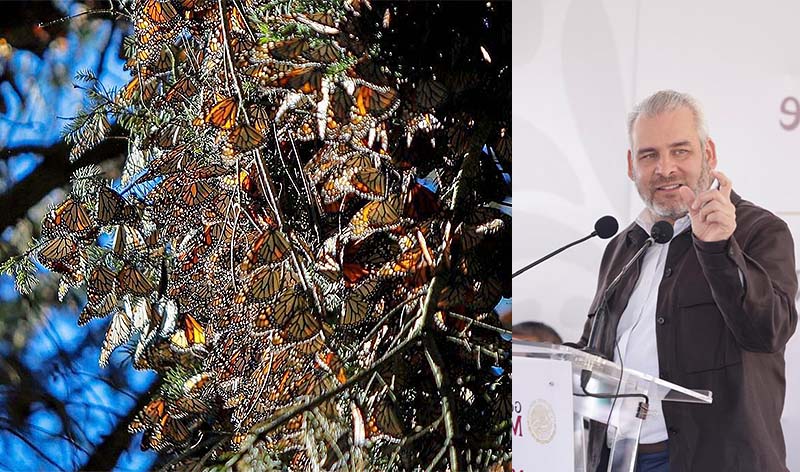 Ante millones de Mariposas Monarca, Michoacán vive un espectáculo único en el mundo: Bedolla