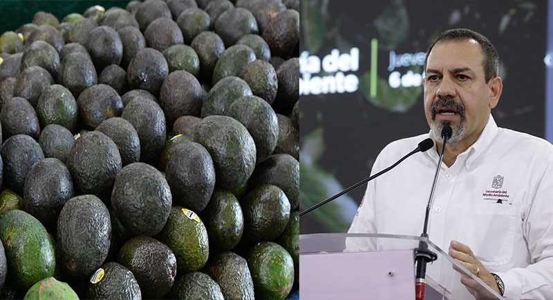 Con Guardián Forestal empacadoras identificarán aguacate ilegal