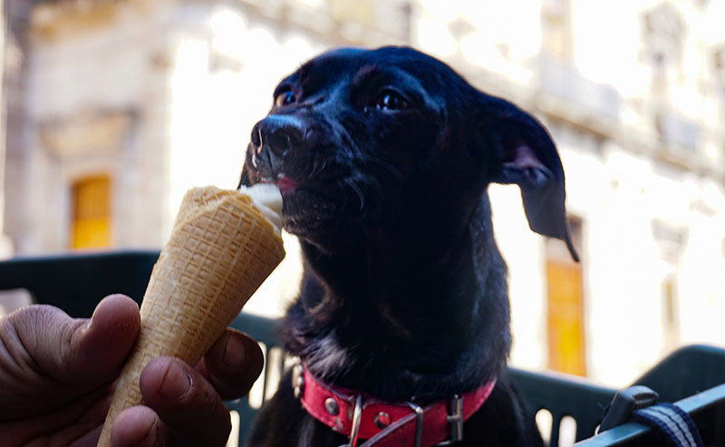 Milagros, la perrita del helado; abandono de mascotas se incrementa casi un 3 mil por ciento